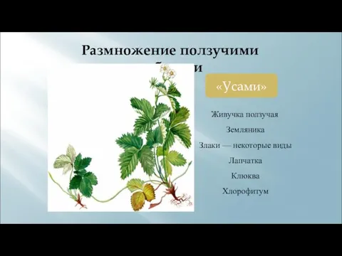 Размножение ползучими побегами «Усами» Живучка ползучая Земляника Злаки — некоторые виды Лапчатка Клюква Хлорофитум