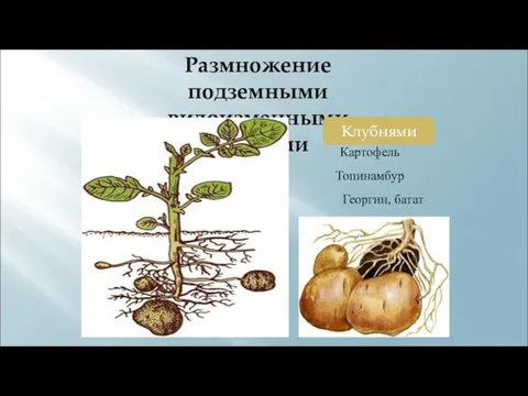 Размножение подземными видоизменными побегами Клубнями Картофель Топинамбур Георгин, батат