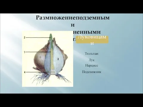 Размножениеподземными видоизмененными побегами Луковицами Нарцисс Подснежник