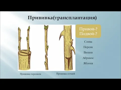 Прививка(трансплантация) Привой-? Подвой-? Прививка черенком Прививка почкой Слива Персик Вишня Абрикос Яблоня