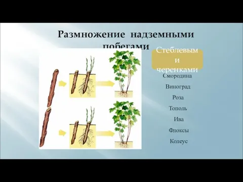 Размножение надземными побегами Стеблевыми черенками Смородина Виноград Роза Тополь Ива Флоксы Колеус