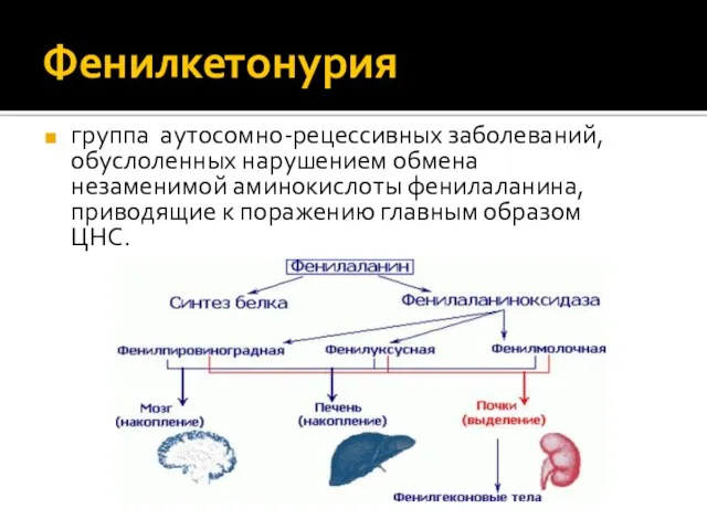 Фенилкетонурия группа аутосомно-рецессивных заболеваний, обуслоленных нарушением обмена незаменимой аминокислоты фенилаланина, приводящие к поражению главным образом ЦНС.