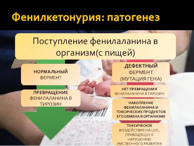 Фенилкетонурия: патогенез Поступление фенилаланина в организм(с пищей) ДЕФЕКТНЫЙ ФЕРМЕНТ (МУТАЦИЯ