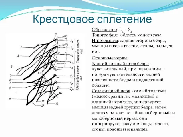 Крестцовое сплетение Образовано: L4 – S4 Топография: область малого таза.