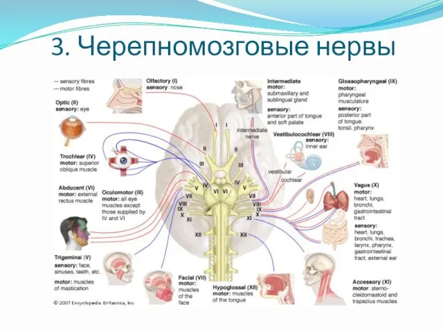 3. Черепномозговые нервы