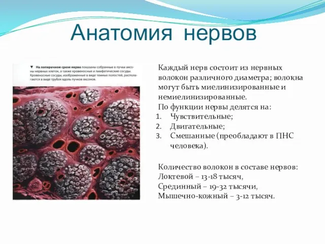 Анатомия нервов Каждый нерв состоит из нервных волокон различного диаметра;