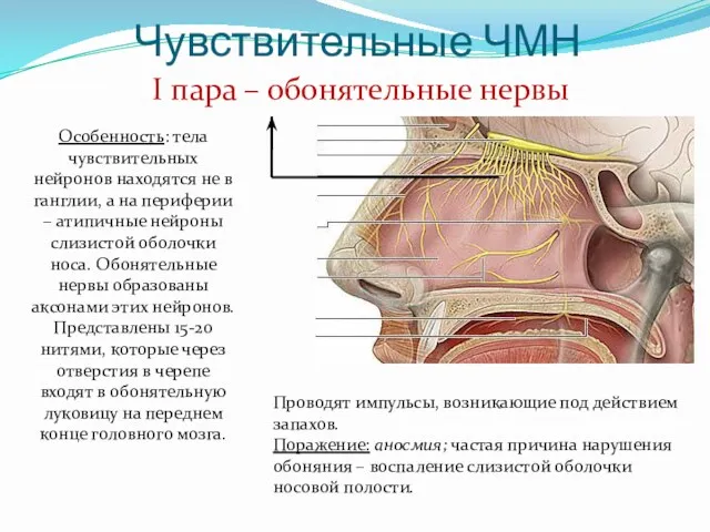 Чувствительные ЧМН I пара – обонятельные нервы Особенность: тела чувствительных