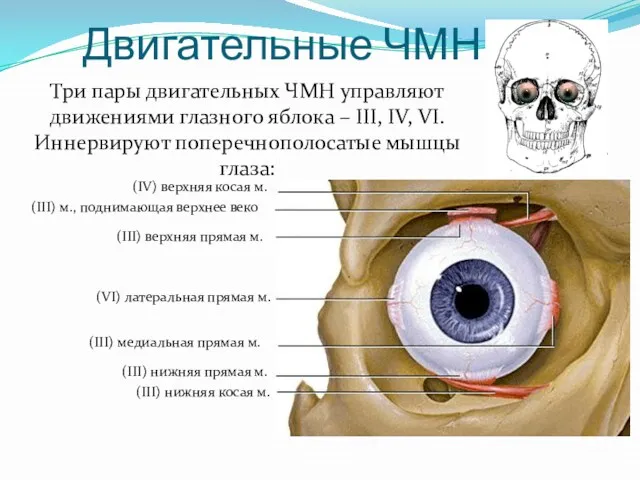 Двигательные ЧМН Три пары двигательных ЧМН управляют движениями глазного яблока