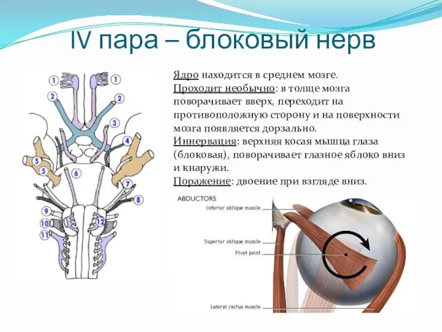 IV пара – блоковый нерв Ядро находится в среднем мозге.