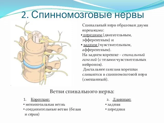 2. Спинномозговые нервы Спинальный нерв образован двумя корешками: передним (двигательным,