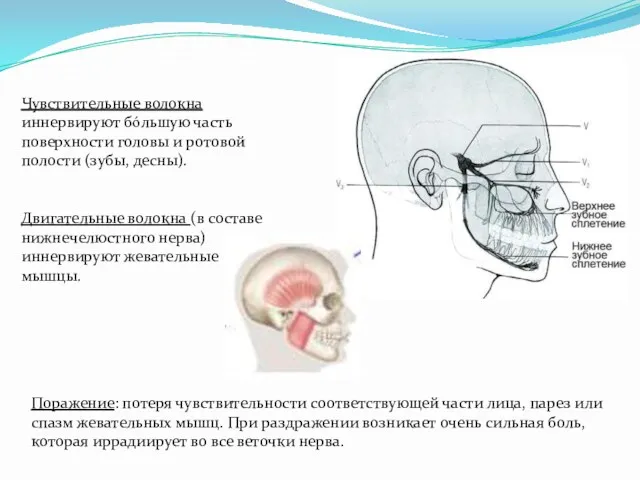 Чувствительные волокна иннервируют бόльшую часть поверхности головы и ротовой полости