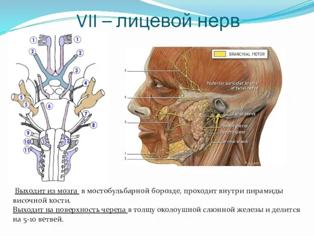 VII – лицевой нерв Выходит из мозга в мостобульбарной борозде,