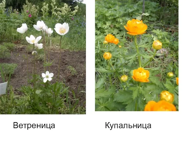 Ветреница Купальница