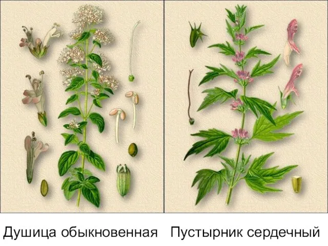 Душица обыкновенная Пустырник сердечный