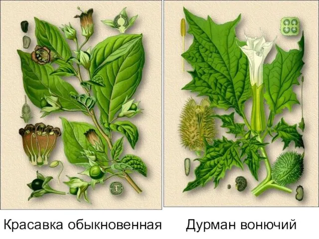 Красавка обыкновенная Дурман вонючий