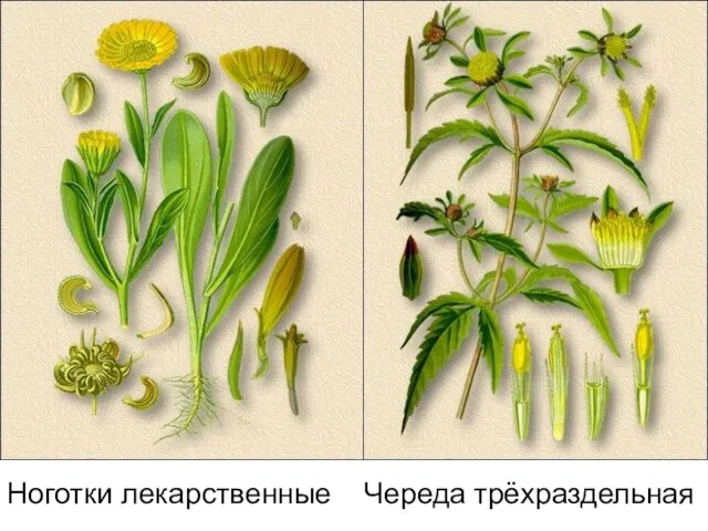 Ноготки лекарственные Череда трёхраздельная