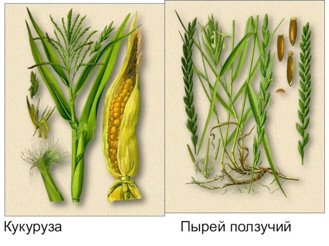 Кукуруза Пырей ползучий