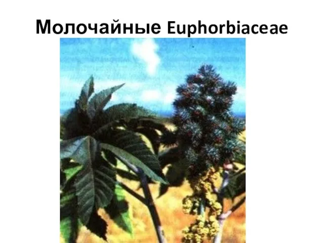 Молочайные Euphorbiaceae