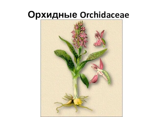 Орхидные Orchidaceae