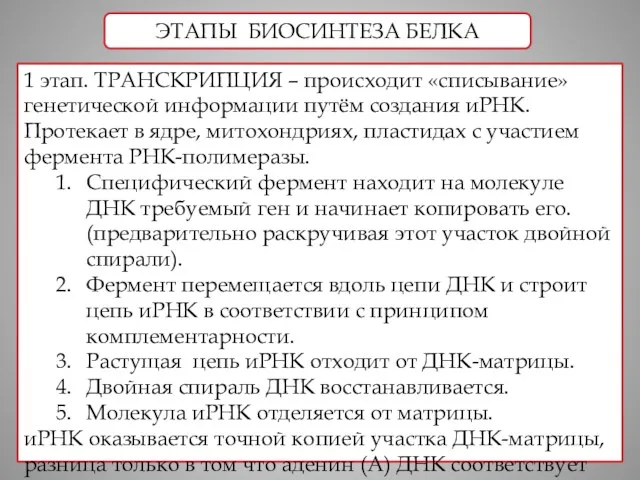 ЭТАПЫ БИОСИНТЕЗА БЕЛКА 1 этап. ТРАНСКРИПЦИЯ – происходит «списывание» генетической