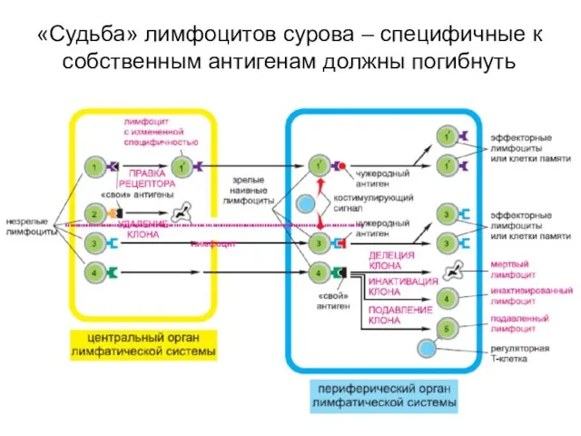 «Судьба» лимфоцитов сурова – специфичные к собственным антигенам должны погибнуть