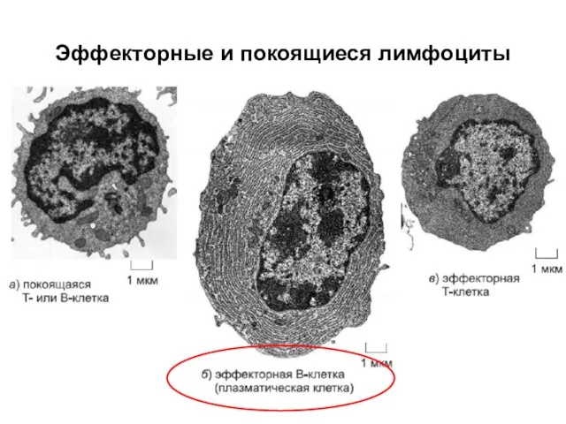 Эффекторные и покоящиеся лимфоциты