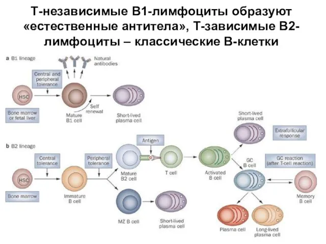 Т-независимые В1-лимфоциты образуют «естественные антитела», Т-зависимые В2-лимфоциты – классические В-клетки