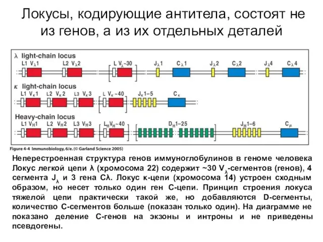 Локусы, кодирующие антитела, состоят не из генов, а из их