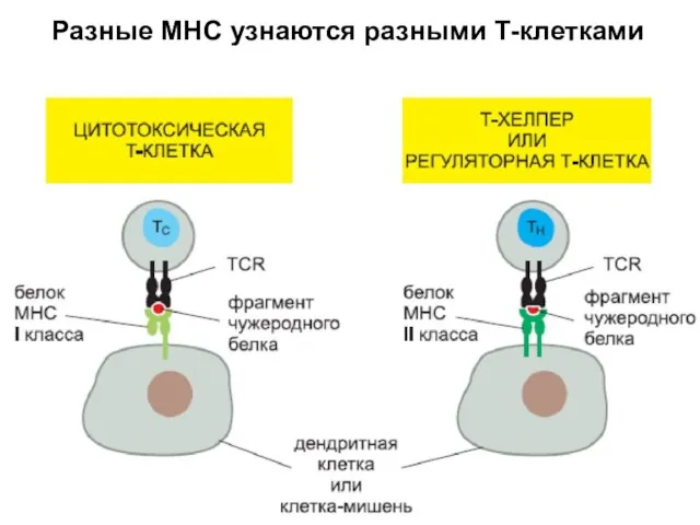 Разные МНС узнаются разными Т-клетками