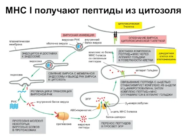 МНС I получают пептиды из цитозоля