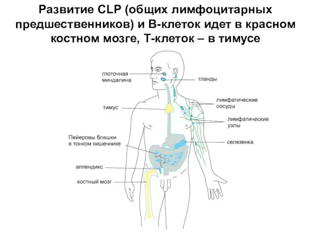 Развитие CLP (общих лимфоцитарных предшественников) и В-клеток идет в красном костном мозге, Т-клеток – в тимусе