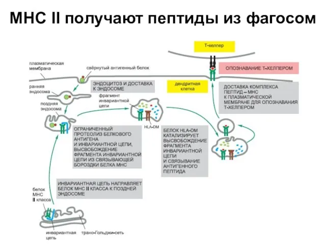 МНС II получают пептиды из фагосом