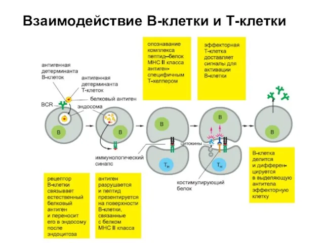 Взаимодействие В-клетки и Т-клетки