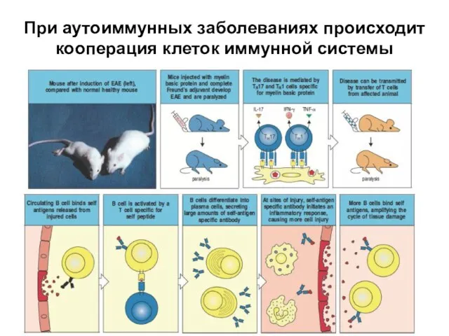 При аутоиммунных заболеваниях происходит кооперация клеток иммунной системы