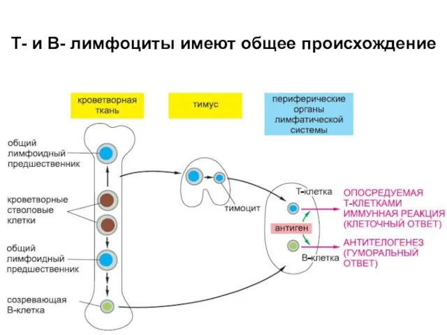 Т- и В- лимфоциты имеют общее происхождение