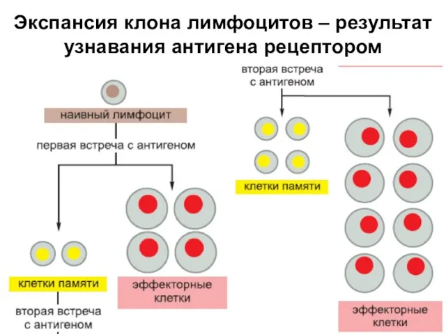 Экспансия клона лимфоцитов – результат узнавания антигена рецептором