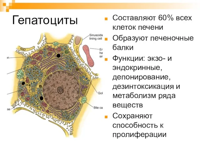 Гепатоциты Составляют 60% всех клеток печени Образуют печеночные балки Функции: