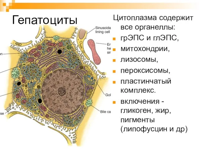 Гепатоциты Цитоплазма содержит все органеллы: грЭПС и глЭПС, митохондрии, лизосомы, пероксисомы, пластинчатый комплекс.