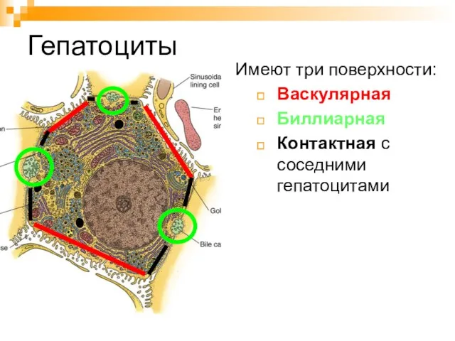 Гепатоциты Имеют три поверхности: Васкулярная Биллиарная Контактная с соседними гепатоцитами