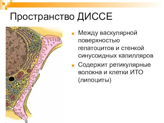 Пространство ДИССЕ Между васкулярной поверхностью гепатоцитов и стенкой синусоидных капилляров