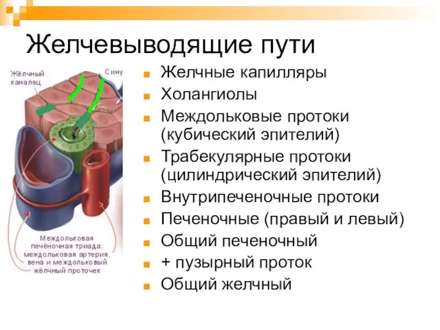 Желчевыводящие пути Желчные капилляры Холангиолы Междольковые протоки (кубический эпителий) Трабекулярные