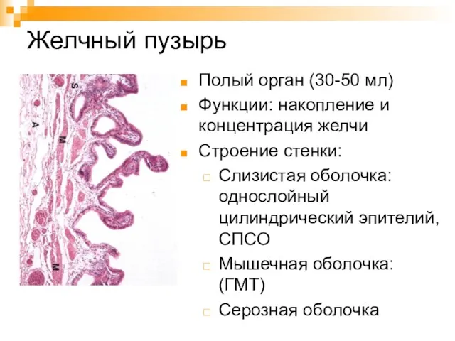 Желчный пузырь Полый орган (30-50 мл) Функции: накопление и концентрация