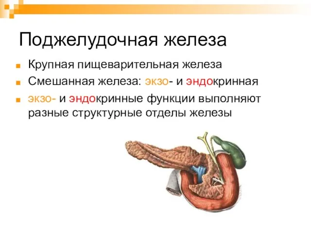 Поджелудочная железа Крупная пищеварительная железа Смешанная железа: экзо- и эндокринная экзо- и эндокринные