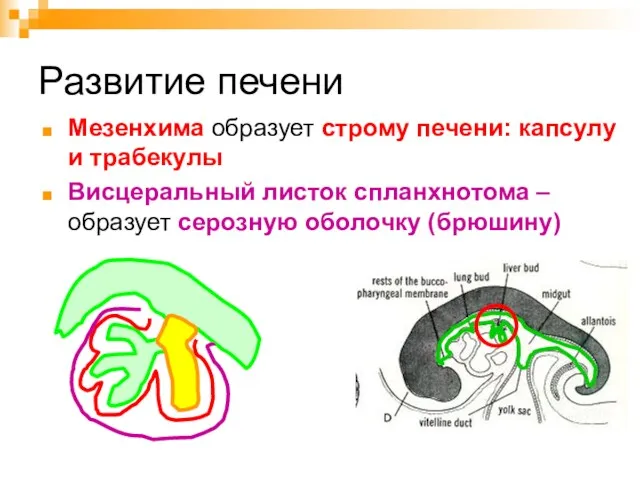 Развитие печени Мезенхима образует строму печени: капсулу и трабекулы Висцеральный