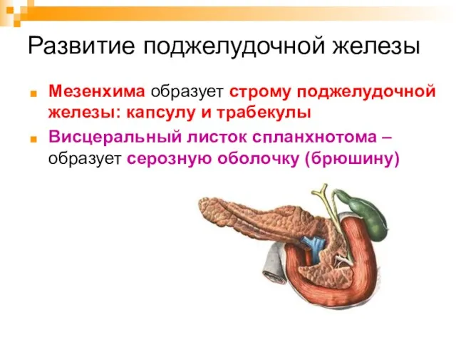 Развитие поджелудочной железы Мезенхима образует строму поджелудочной железы: капсулу и трабекулы Висцеральный листок