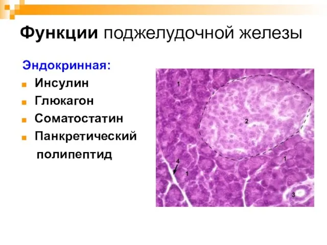 Функции поджелудочной железы Эндокринная: Инсулин Глюкагон Соматостатин Панкретический полипептид