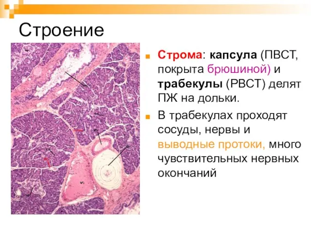 Строение Строма: капсула (ПВСТ, покрыта брюшиной) и трабекулы (РВСТ) делят