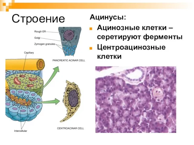 Строение Ацинусы: Ацинозные клетки – серетируют ферменты Центроацинозные клетки