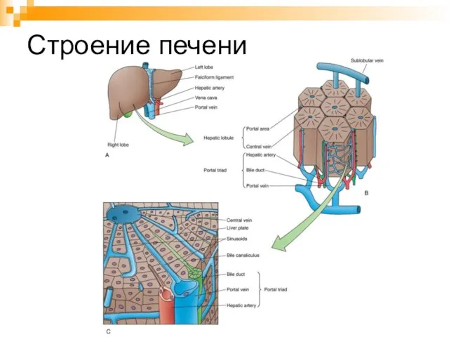 Строение печени