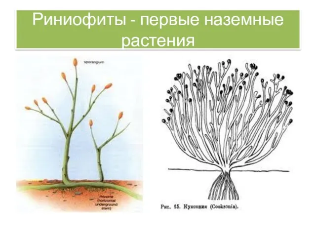Риниофиты - первые наземные растения